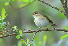 Willow Warbler